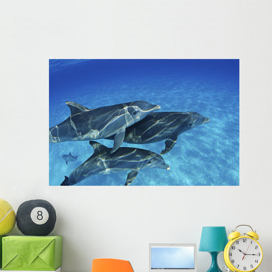 Atlantic Bottlenose Dolphin Swimming Wall Decal