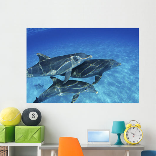 Atlantic Bottlenose Dolphin Swimming Wall Decal