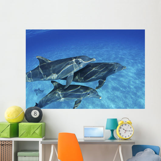 Atlantic Bottlenose Dolphin Swimming Wall Decal
