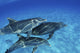 Atlantic Bottlenose Dolphin Swimming Wall Decal
