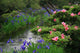 Iriss and Azeleas