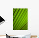 Graphic Detail Coconut Palm Wall Decal