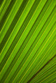 Graphic Detail Coconut Palm Wall Decal