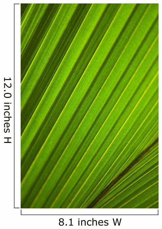 Graphic Detail Coconut Palm Wall Decal