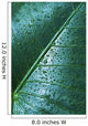 Water Drops Elephant Ear Wall Decal Design 2