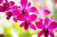 Hawaii Closeup Orchid Lei Wall Decal