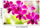 Hawaii Closeup Orchid Lei Wall Decal