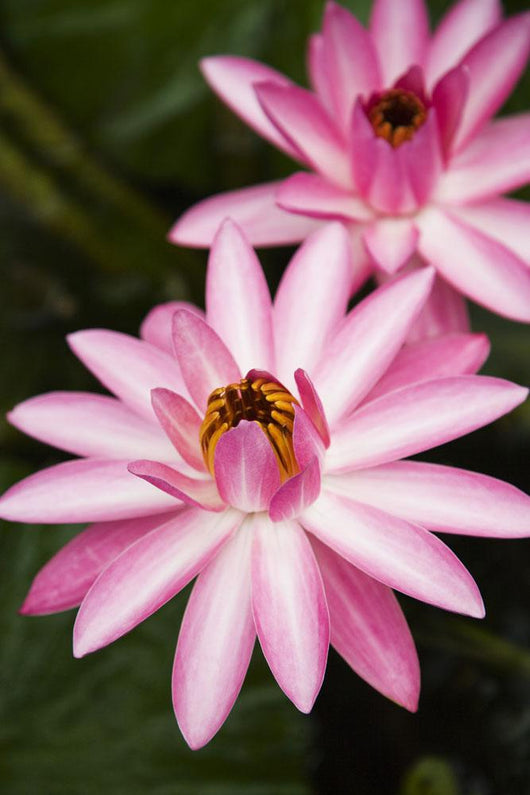 Hawaii Pink Lotus Blossom Wall Decal