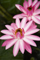 Hawaii Pink Lotus Blossom Wall Decal
