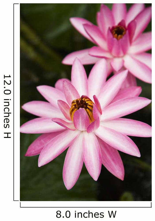 Hawaii Pink Lotus Blossom Wall Decal