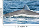 USA Tail Fluke Blue Wall Decal
