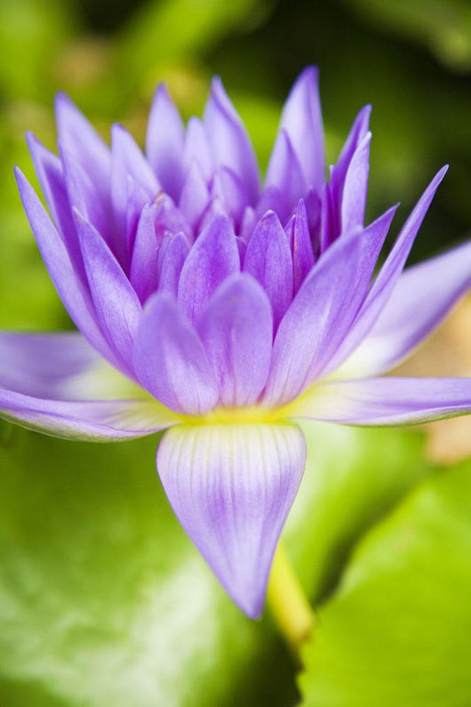 Hawaii Purple Lotus Blossom Wall Decal Design 2