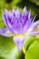 Hawaii Purple Lotus Blossom Wall Decal Design 2