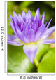 Hawaii Purple Lotus Blossom Wall Decal Design 2