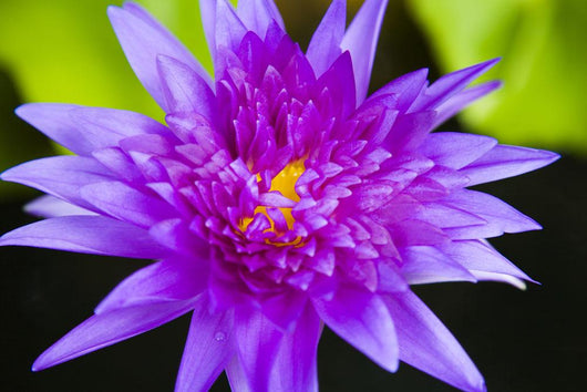 Hawaii Purple Lotus Blossom Wall Decal Design 1