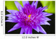 Hawaii Purple Lotus Blossom Wall Decal Design 1