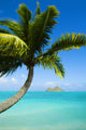 USA Hawaii Oahu Palm Wall Decal