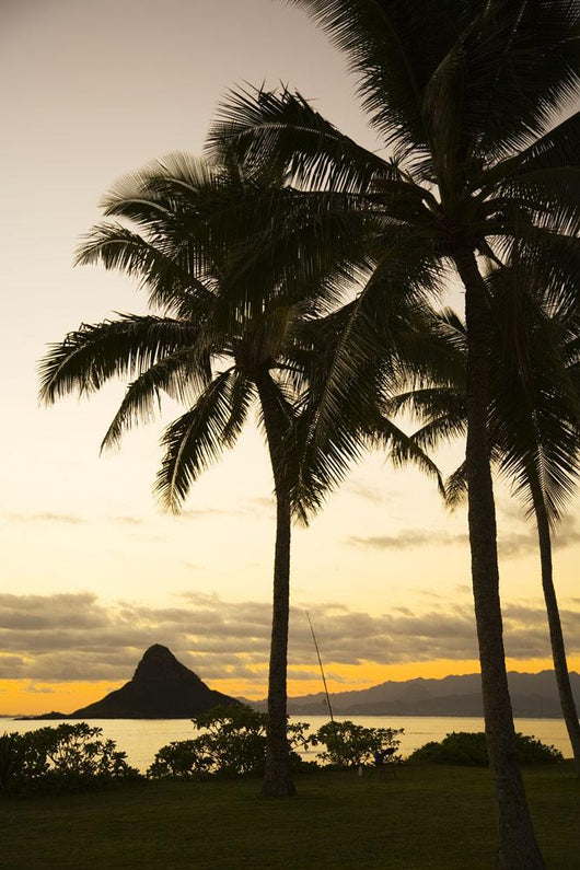 USA Hawaii Silhouette Palm Wall Decal