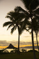 USA Hawaii Silhouette Palm Wall Decal