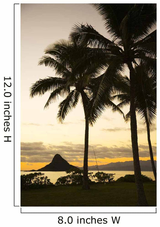 USA Hawaii Silhouette Palm Wall Decal