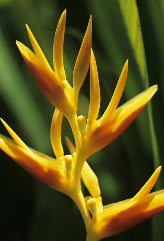 Hawaii Maui Orange Heliconia Wall Decal
