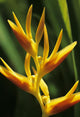 Hawaii Maui Orange Heliconia Wall Decal