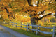 Trees Autumn Colors and Wall Decal