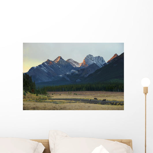 Moose Grazing Sunset with Wall Decal