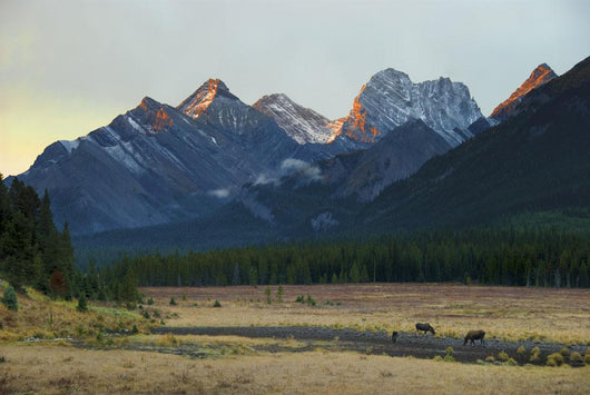 Moose Grazing Sunset with Wall Decal