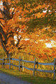 Maple Trees and Rail Wall Decal
