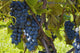 Grapes Vine Wall Decal Design 2