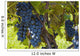 Grapes Vine Wall Decal Design 2