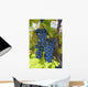 Grapes Vine Wall Decal Design 1