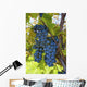 Grapes Vine Wall Decal Design 1