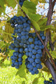 Grapes Vine Wall Decal Design 1