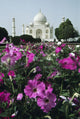 India Flowers Foreground Taj Wall Decal