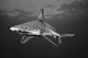 USA Sandbar Shark near Wall Decal