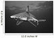 USA Sandbar Shark near Wall Decal
