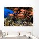 USA Divers and School Wall Decal