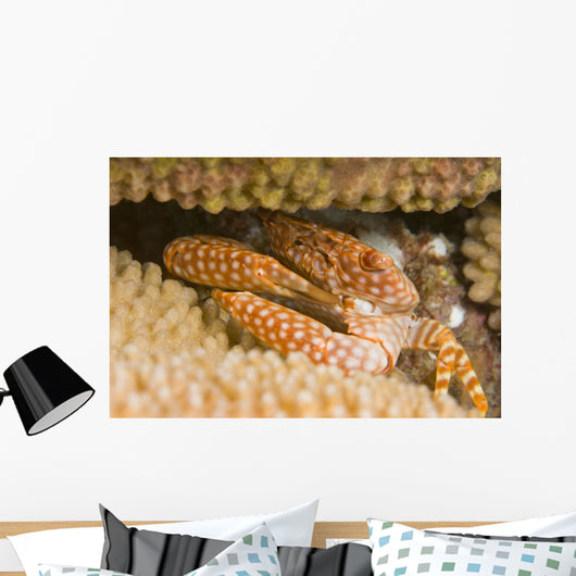 USA Yellow Spotted Guard Wall Decal