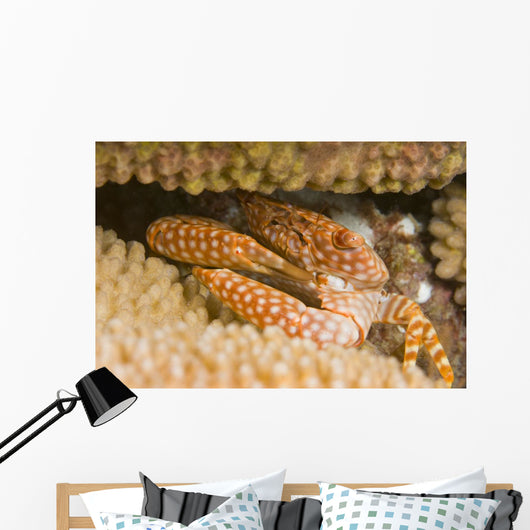 USA Yellow Spotted Guard Wall Decal