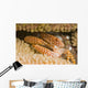 USA Yellow Spotted Guard Wall Decal