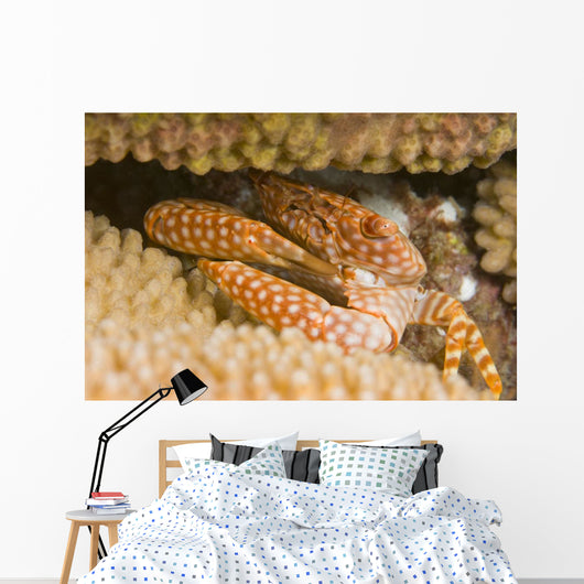 USA Yellow Spotted Guard Wall Decal