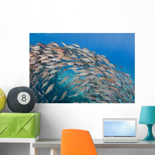 USA School Yellowfin Goatfish Wall Decal Design 3