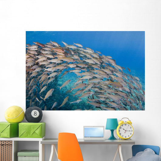 USA School Yellowfin Goatfish Wall Decal Design 3