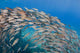 USA School Yellowfin Goatfish Wall Decal Design 3