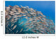 USA School Yellowfin Goatfish Wall Decal Design 3