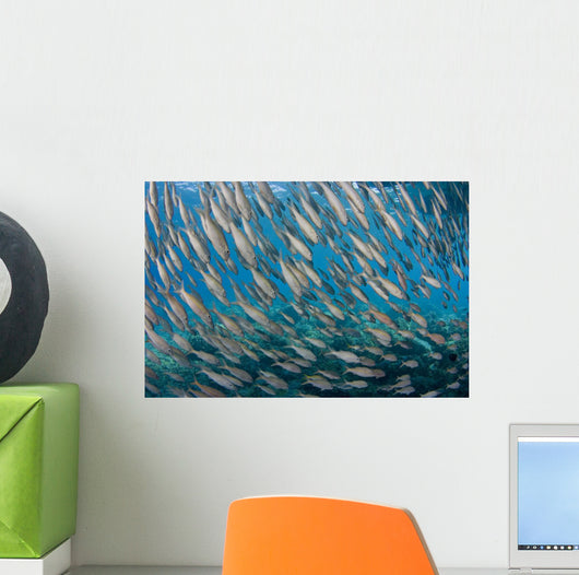 USA School Yellowfin Goatfish Wall Decal Design 2