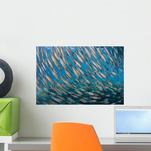 USA School Yellowfin Goatfish Wall Decal Design 2