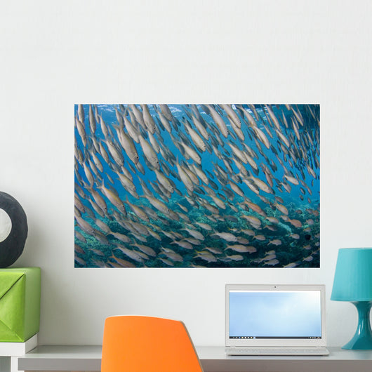USA School Yellowfin Goatfish Wall Decal Design 2